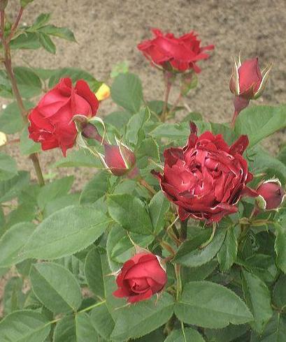 Голландские розы Ruffles INDIAN`S