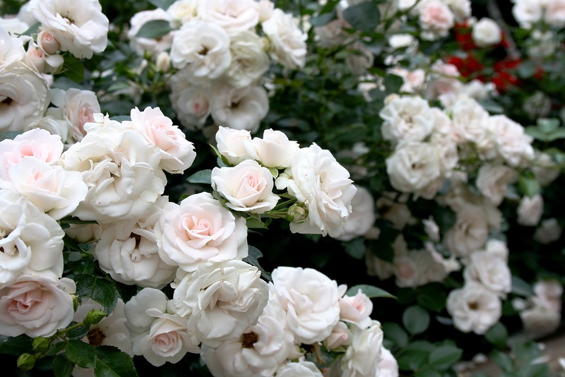 розы Tantau, Aspirin Rose