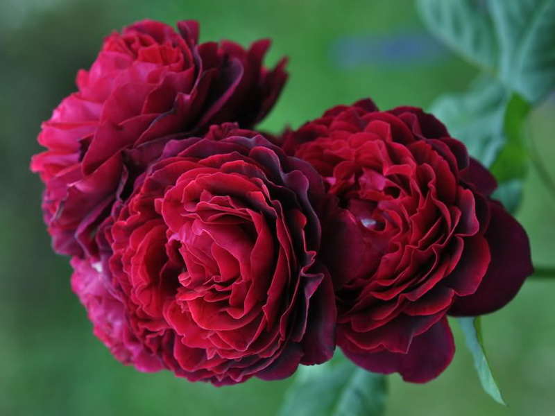 розы Tantau, Astrid Grafin