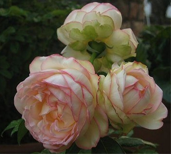 розы Tantau, Biedermeier