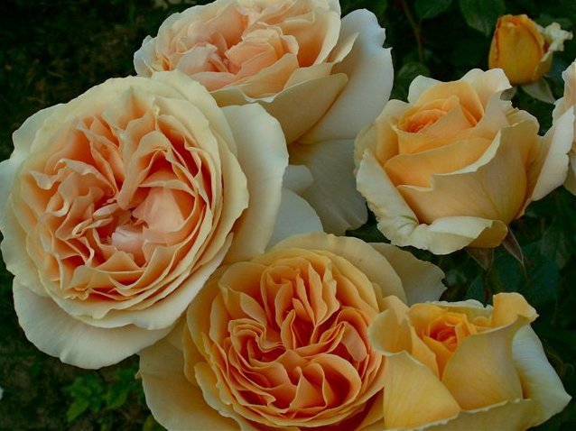 розы Tantau, Канделайт