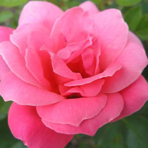 канадская роза De Montravil