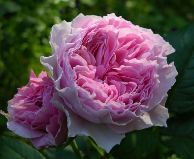 розы Tantau, Gartentraume