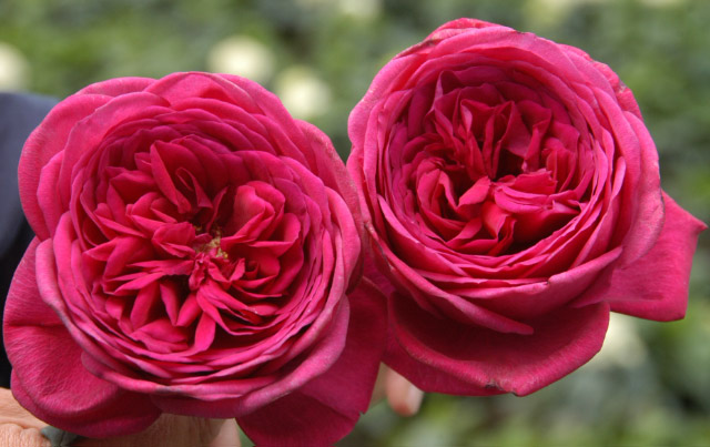 розы Tantau, Гете Роуз
