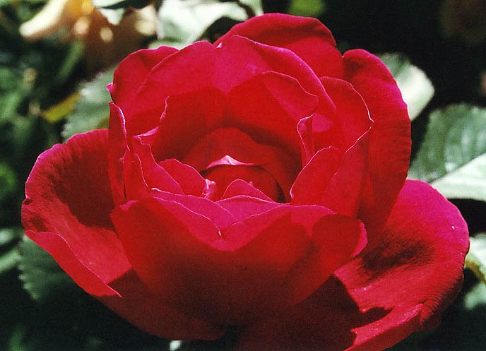 канадская роза John Franklin