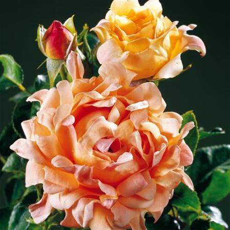 Голландские розы Ruffles DRIAM