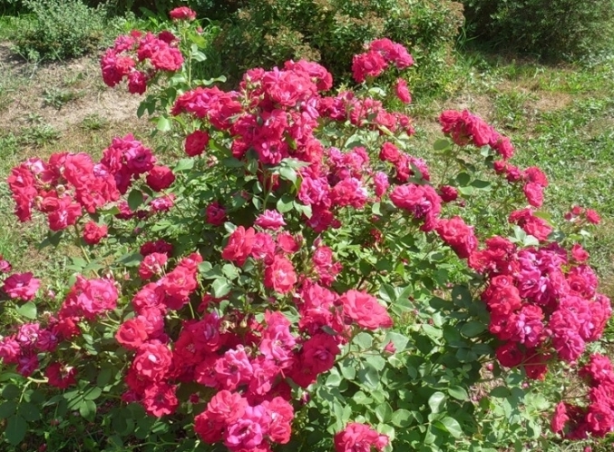 канадская роза Шамплейн