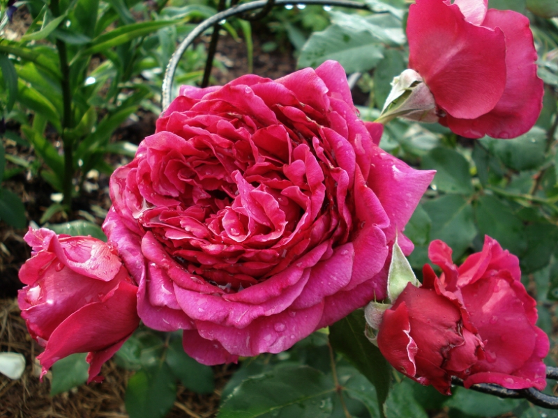 Дино Лаурентис Французские розы Guillot