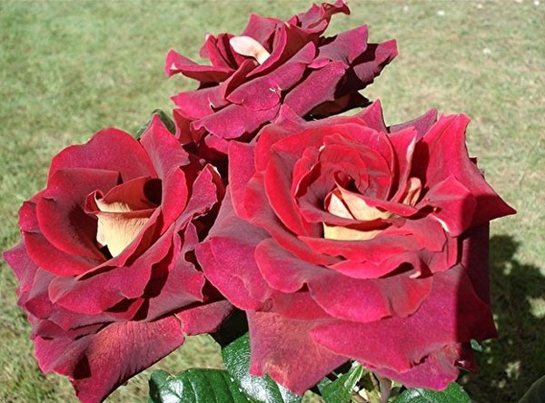 Французские 
розы Meilland