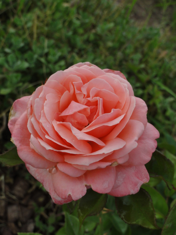Equity Rose, розы Harkness