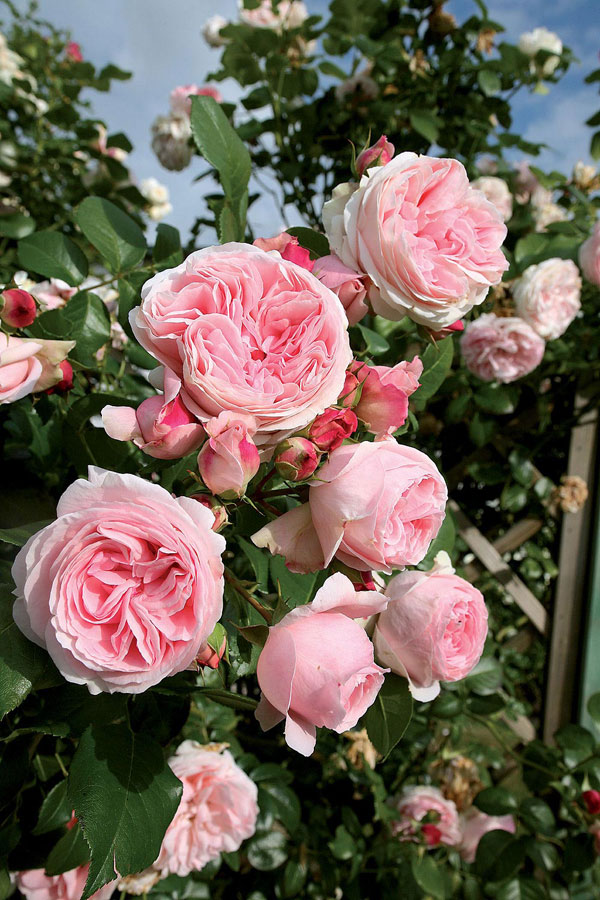 розы Tantau, Германия