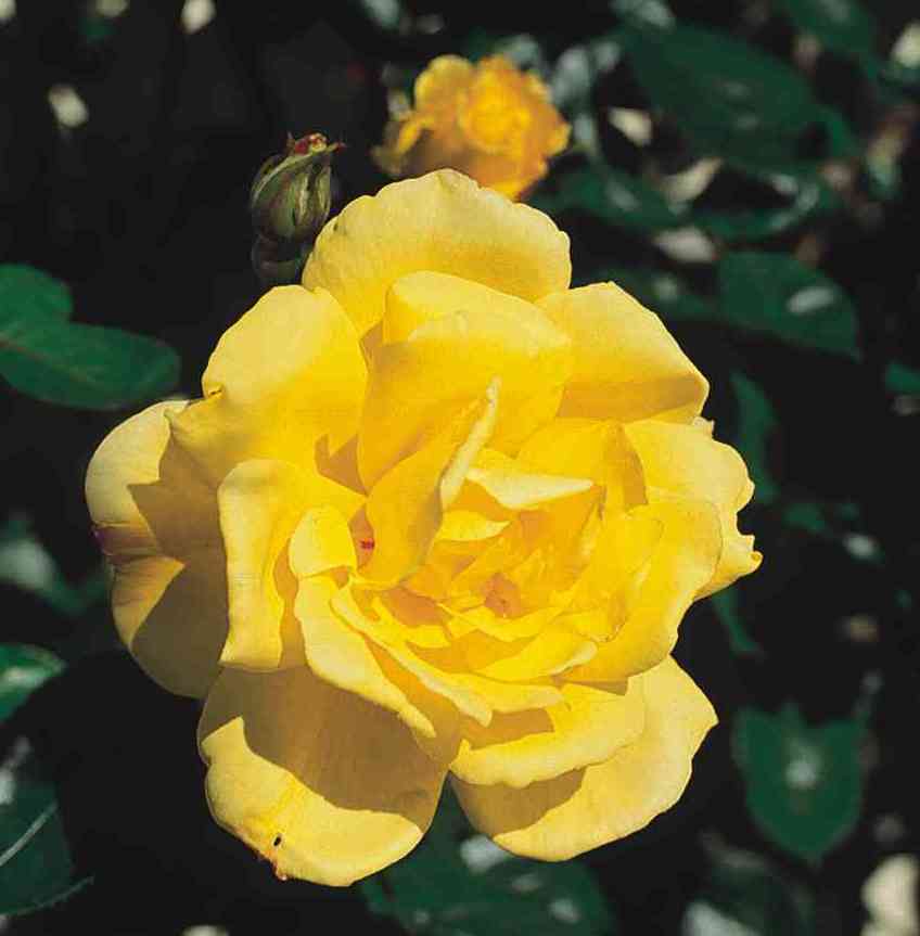 розы Tantau, Goldstern