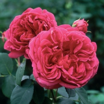 Английские розы David Austin