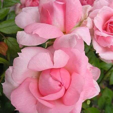канадская парковая роза Ламберт Клосс