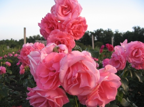 розы Tantau, Лавиния
