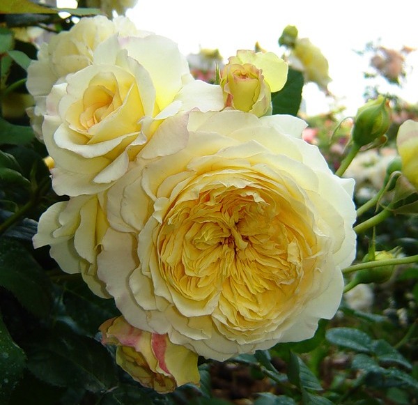 Nelson Montfort розы Guillot