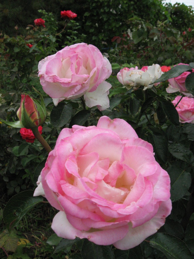 Французские розы Meilland