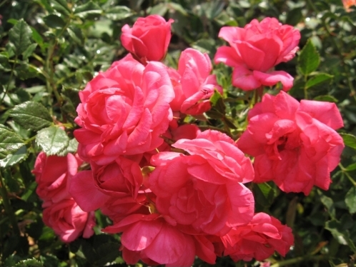 почвопокровная роза Rody, Tantau