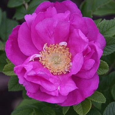 канадская парковая роза Шарль Албанель
