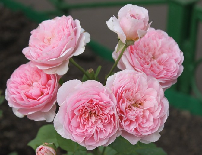 Французские розы Guillot, Соня Рикёль