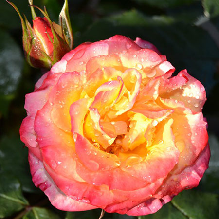 розы Tantau, Тропикал Клементина