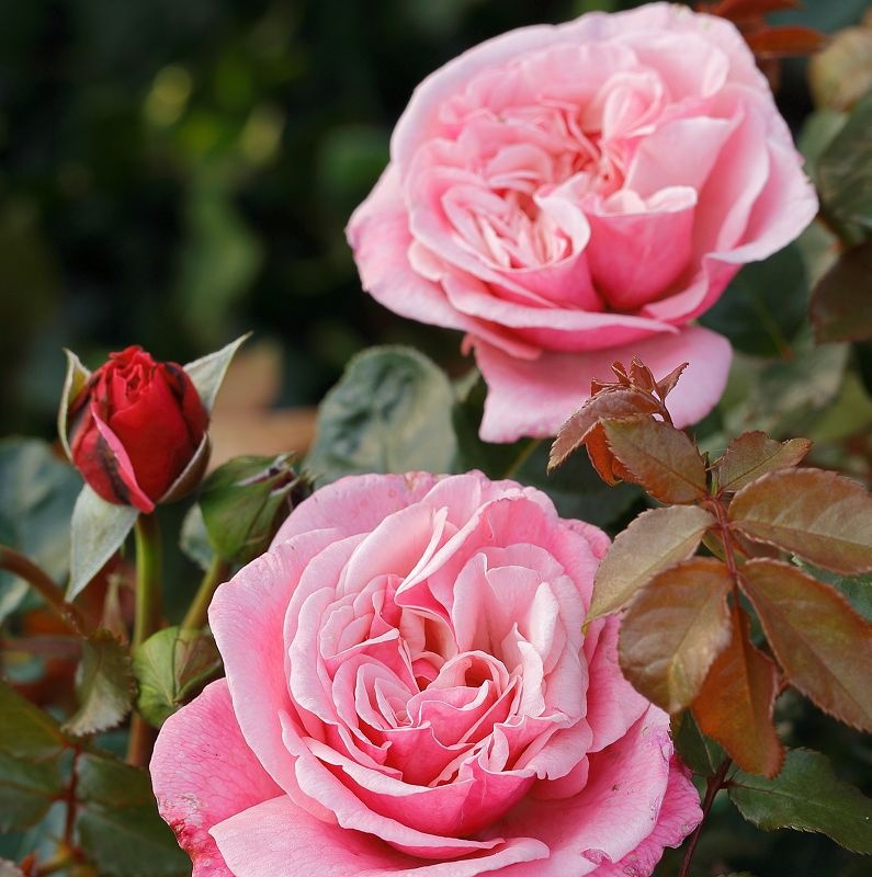 розы Tantau,Wildberry