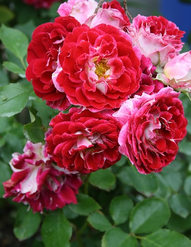 Голландские розы Ruffles SPARKING