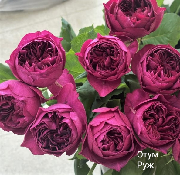 ������� ������, �������� ��������