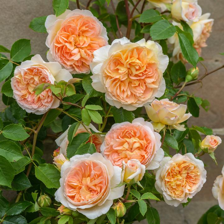 Bathsheba, Английские розы David Austin