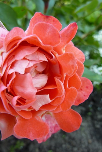 Голландские розы Ruffles CANDY