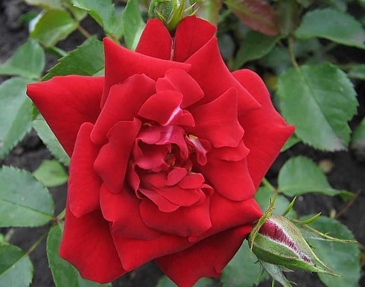 розы Tantau, Centro-rose