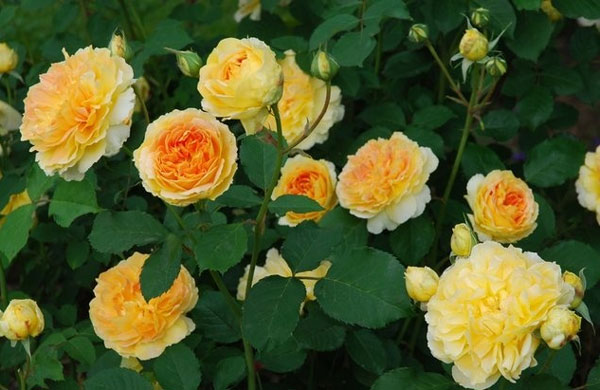 Английские розы David Austin