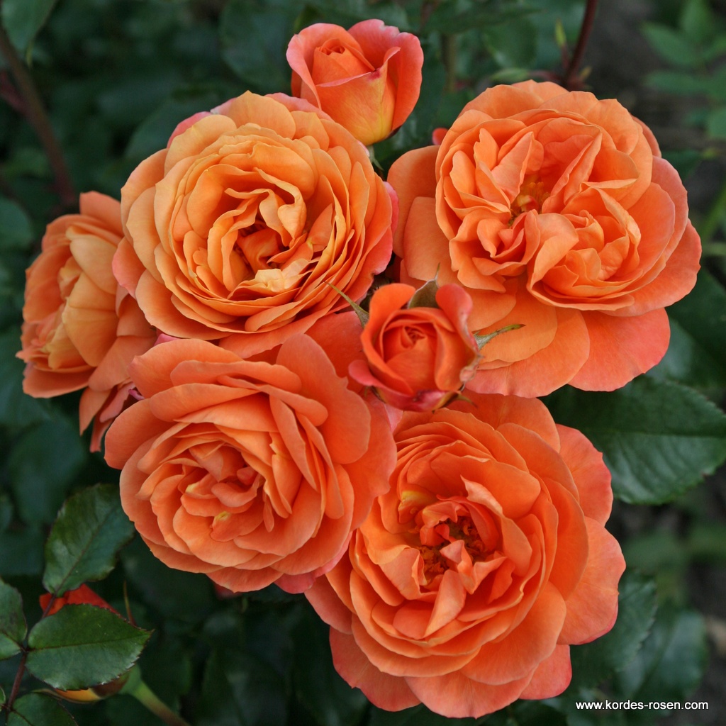 Красно-оранжевые розы - лучшие сорта с описанием и фото