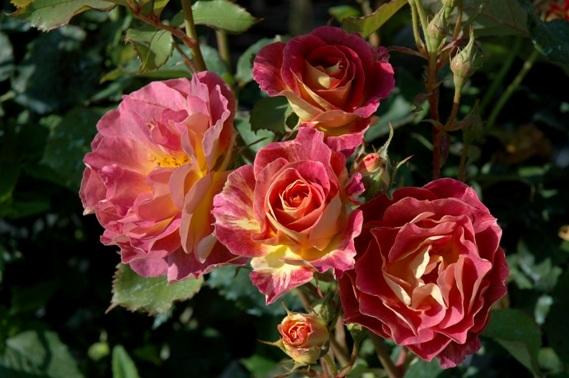 Пьер де Сент Косме французские розы Massad
