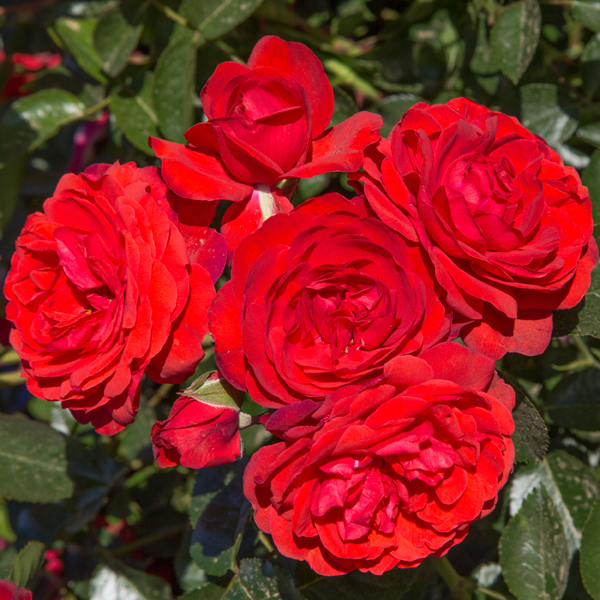 Scarlet-BONICA розы Mailand