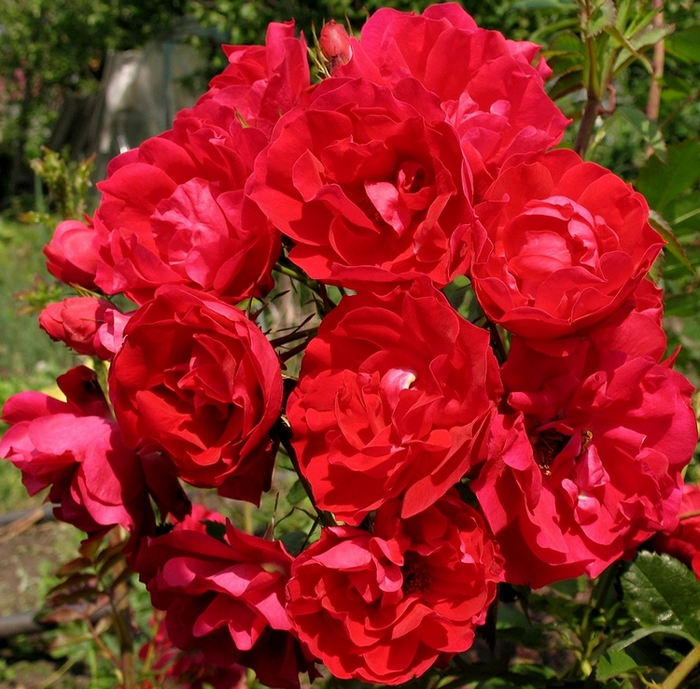 канадская роза Аделаид Худлес