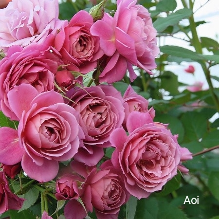 ���, �������� ��������