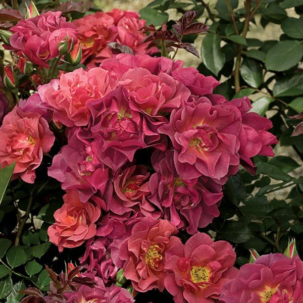 Зимостойкие и выносливые сорта роз американской селекции Викс.