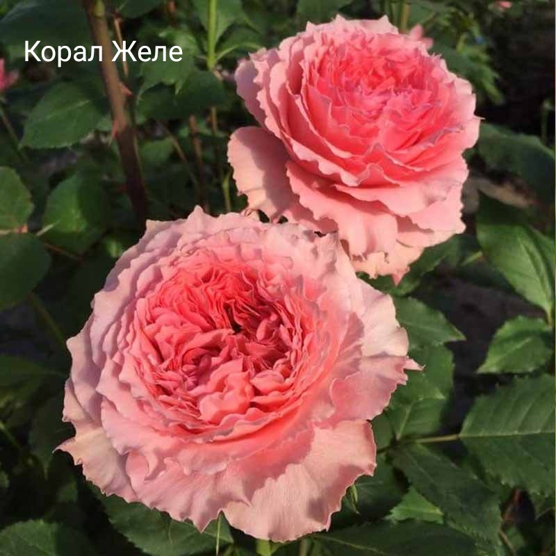 ������ ����, �������� ��������