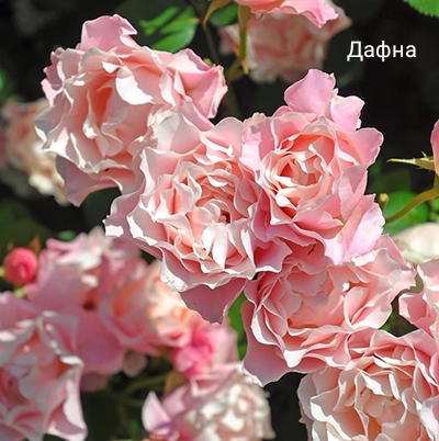 �����, �������� ��������