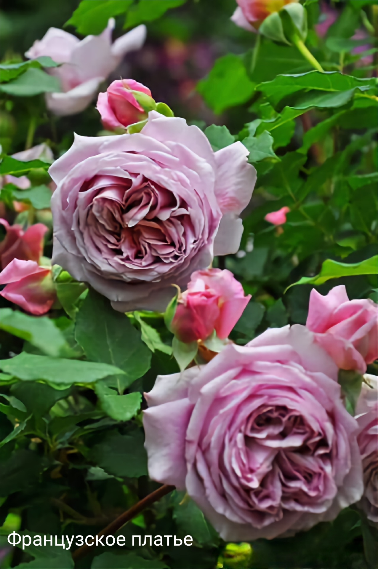 ����������� ������, �������� ��������