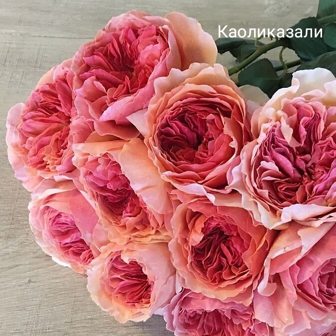 �����������, �������� ��������