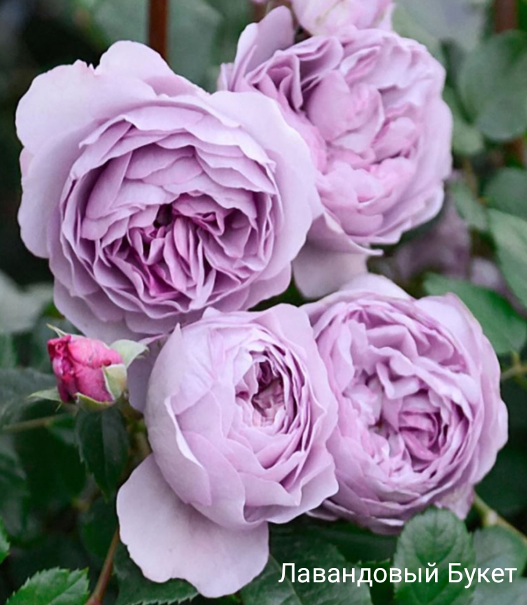 ���������� �����, �������� ��������