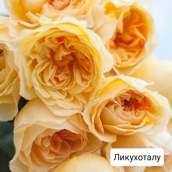 ����������, �������� ��������