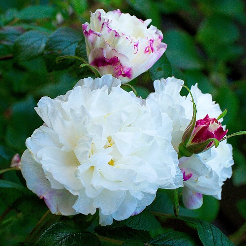 канадская роза Луиз Банье