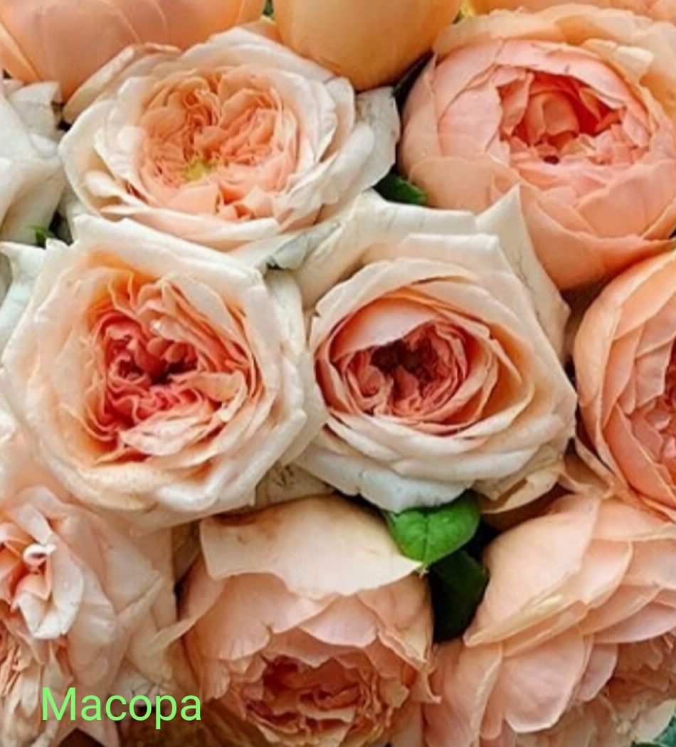 ������, �������� ��������