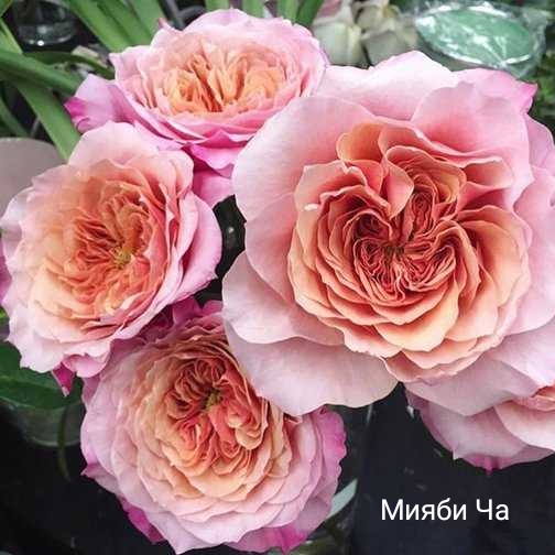 ����� ��, �������� ��������