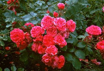 канадская роза Morden Ruby
