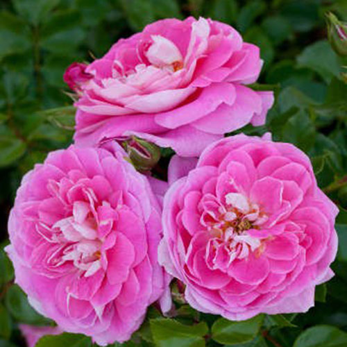 Lovely Pink розы Mailand