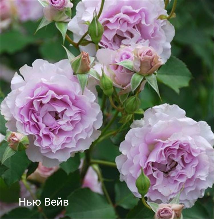 ��� ����, �������� ��������